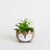 Chumbakdesign Decor & Living Purr-fect For Indoors Planter - Brown